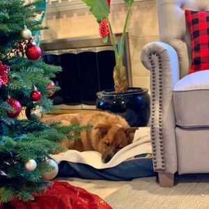 Meet your Posher, Rosie